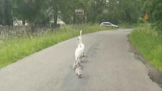 Nietypowa interwencja policjantów. Eskortowali… stado łabędzi [ARTYKUŁ]