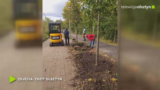 Nowe nasadzenia nad jeziorem Długim
