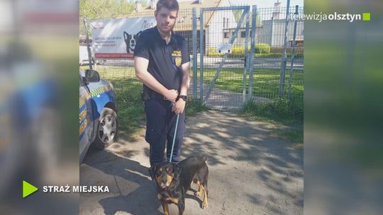 O psie, który jeździł…pociągiem