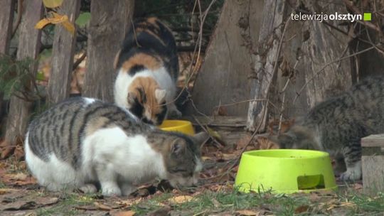 Ociepl kotom zimę i podaruj im budkę!