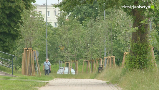 Olsztyn się zazielenia