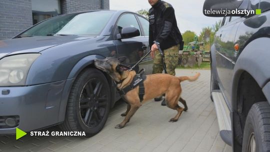 Owczarki belgijskie szkolone w Barcianach