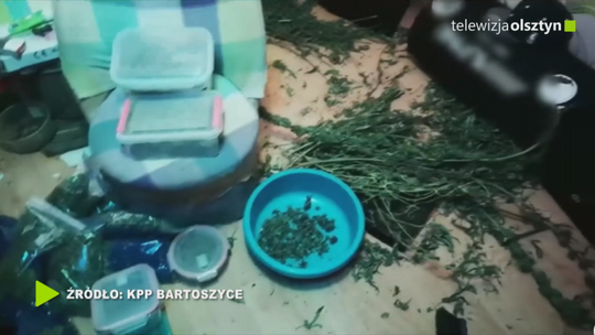 Plantacja konopi w pokoju
