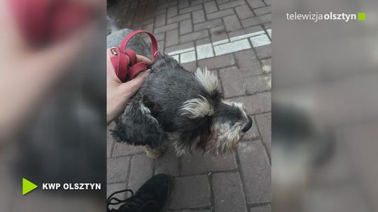 Policjanci odzyskali skradzionego psa i zatrzymali 49-latka