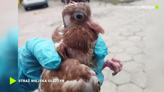Pomoc dla pisklęcia i nietoperza