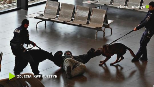 Port lotniczy miejscem ćwiczeń przewodników psów służbowych