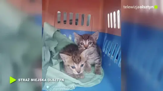 Porzucone kocięta w kartonach