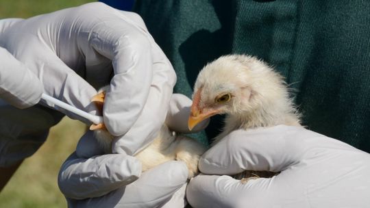 Potwierdzony przypadek ptasiej grypy u człowieka. Czeka nas nowa epidemia?  [ARTYKUŁ]