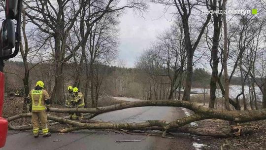 Powalone drzewa na drodze powiatowej w Łęgajnach