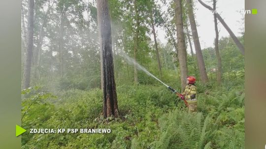 Pożar drzewa efektem nocnej burzy