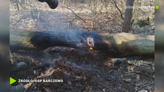 Pożar ściętego drzewa