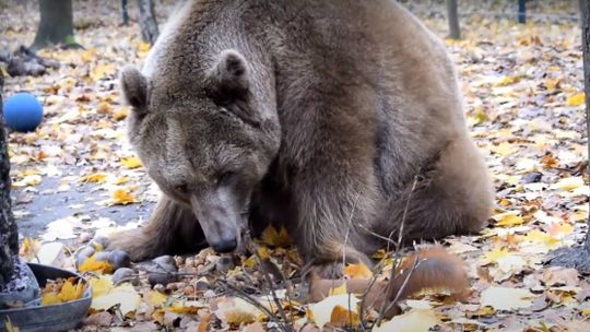 Przełomowy wyrok: niedźwiedź Baloo, żółwie i krokodyl nie wrócą do cyrku [ARTYKUŁ]