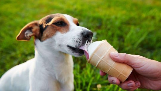 Psie lody coraz popularniejsze. Co się w nich znajduje?