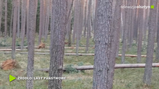 Silne wiatry wyrządziły w lesie ogromne szkody 