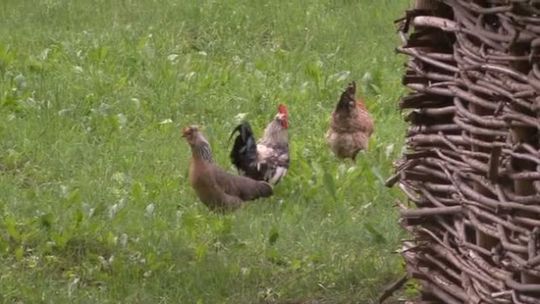  Skansen w Olsztynku tętni życiem 