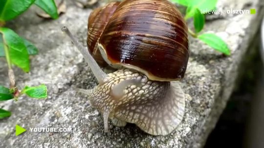 Ślimaki winniczki mogą odetchnąć z ulgą