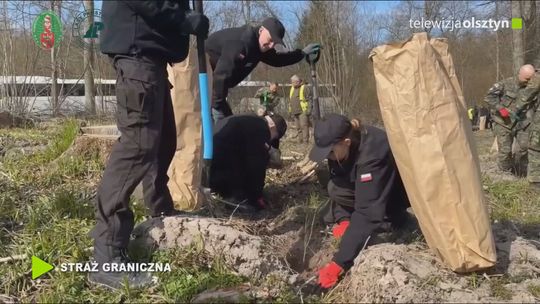 Straż Graniczna i Lasy Państwowe wspólnie sadzą drzewa na jubileusz formacji