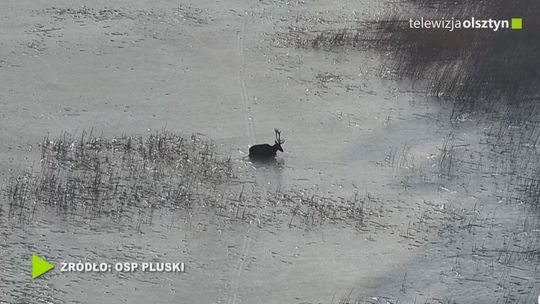 Strażacy i weterynarz uratowali jelenia z jeziora Pluszne