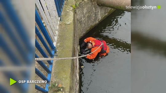 Strażacy uratowali kota ze studzienki burzowej