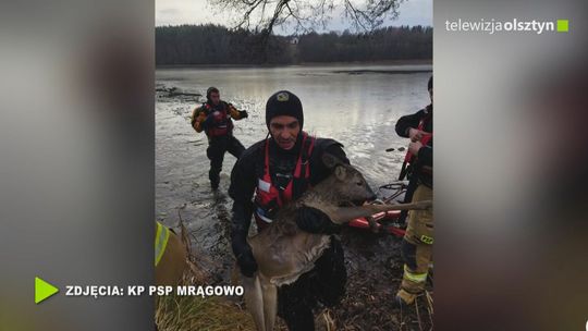 Strażacy uratowali sarnę uwięzioną w lodowatej wodzie