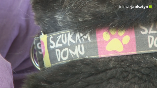 ,,Szukam domu”