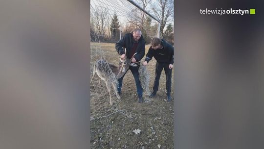 Szybka reakcja mieszkańców uratowała młodego jelenia w Sętalu