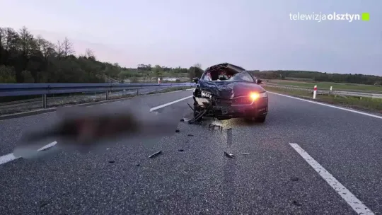 Tragiczne zderzenie z łosiem