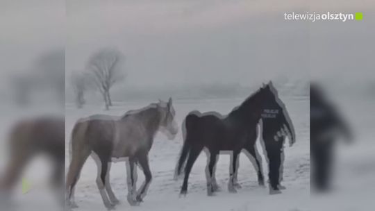 Trzy konie na drodze w gminie Braniewo. Interweniowała policja