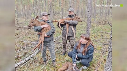 Trzy młode łosie uratowane przez leśników