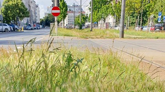 Ważne ostrzeżenie dla właścicieli psów. Taki trawnik może być dla nich groźny