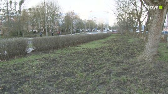 Widok dzika w Olsztynie przestaje powoli zaskakiwać i staje się normalnością. 