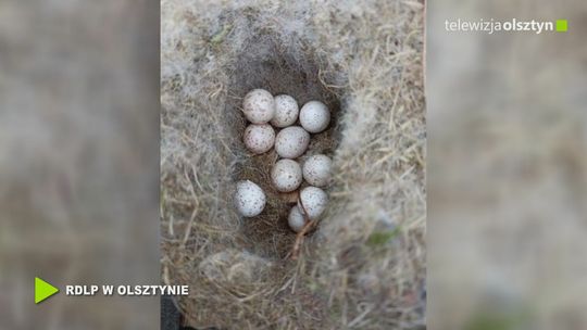 Wielkie porządki w ptasich budkach