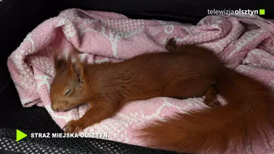 Wiewiórka po wypadku uratowana