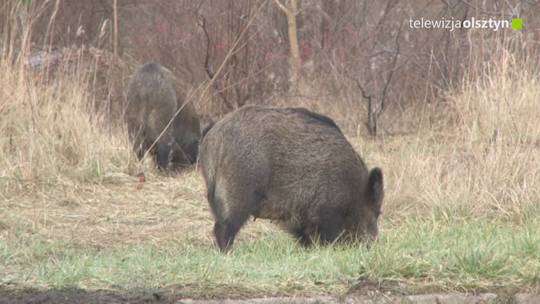 Wracamy do tematu dzików
