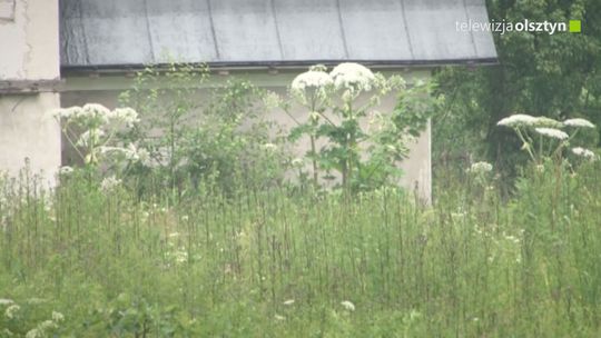 Wygląda imponująco ale jest bardzo niebezpieczny 