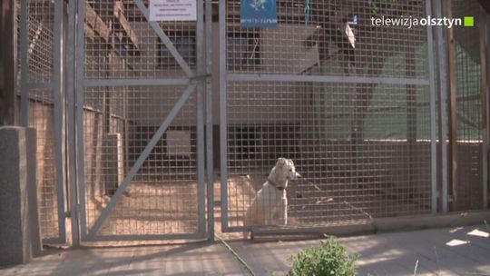 Wzrasta liczba zwierząt porzuconych w sezonie wakacyjnym