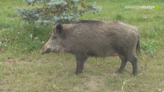  Z 383 do 50 zmalała liczba gospodarstw rolnych w powiecie z powodu afrykańskiego pomoru świń. Z Olsztyna zniknęły dziki 