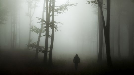 Zaczął się sezon na grzyby. A to oznacza, że policja będzie miała dużo pracy [ARTYKUŁ]