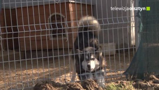 Zaproszenie na urodzinowy Bieg na sześć łap