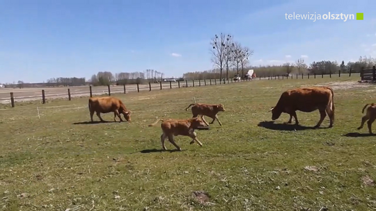 Zbiory owoców oraz produkcja mięsa zagrożone 