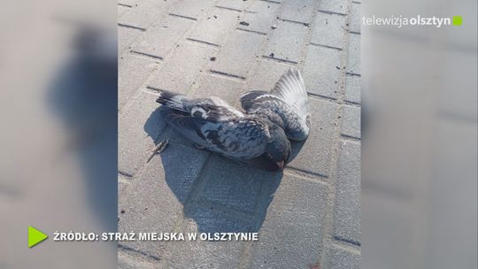 Zwierzęta w potrzebie. Straż miejska reaguje na zgłoszenia