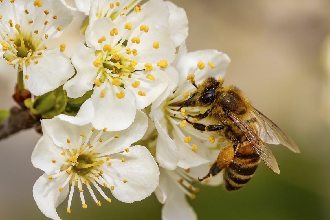 Bez pszczół nie byłoby życia. 20 maja obchodzimy ich święto [ARTYKUŁ]