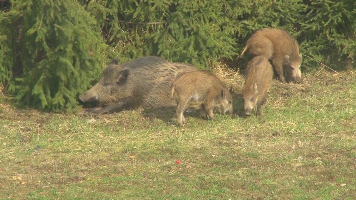 Dzików kwarantanna nie obowiązuje