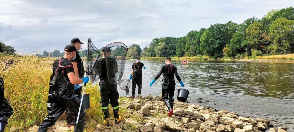 Katastrofa na Odrze. Wędkarze szukają detektywa, przedsiębiorcy załamują ręce [ARTYKUŁ]