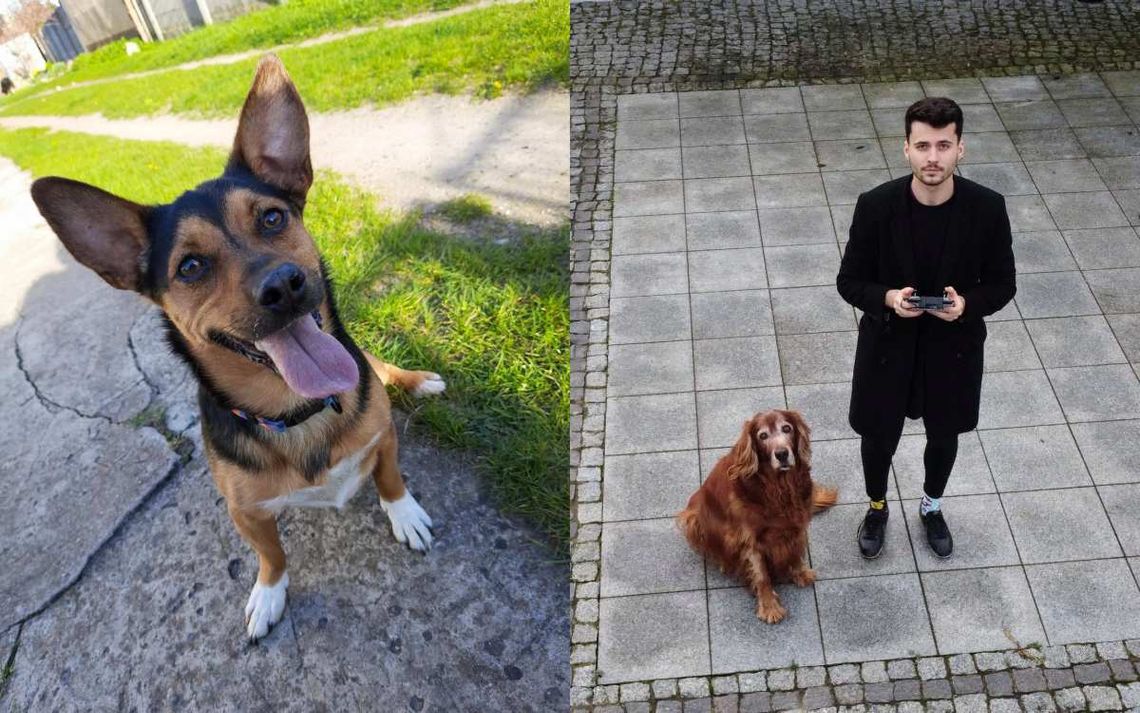 Polski student ratuje psy z użyciem nowych technologii