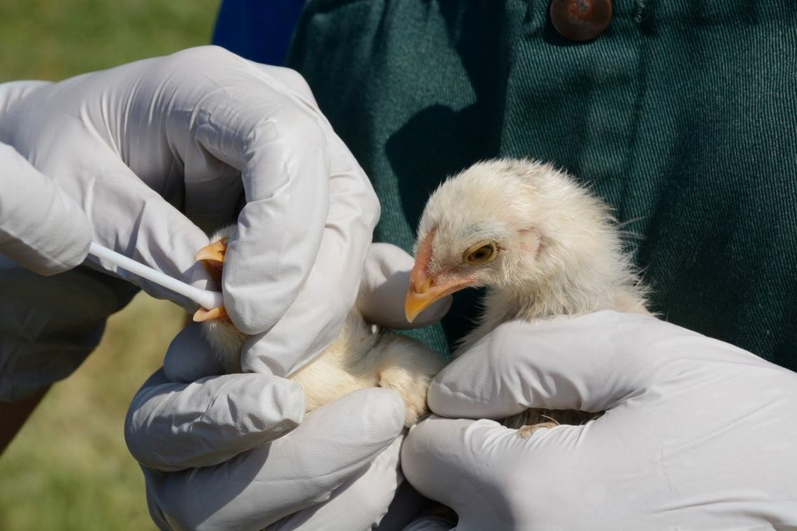 Potwierdzony przypadek ptasiej grypy u człowieka. Czeka nas nowa epidemia?  [ARTYKUŁ]