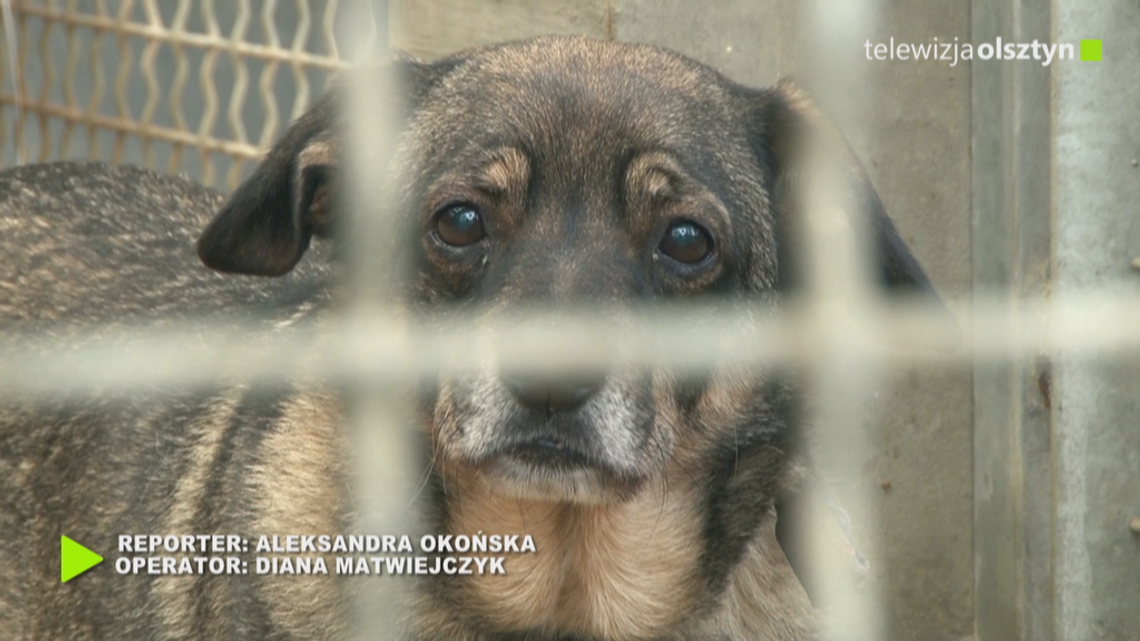 Tego czworonogi już nie potrzebują Tego czworonogi już nie potrzebują