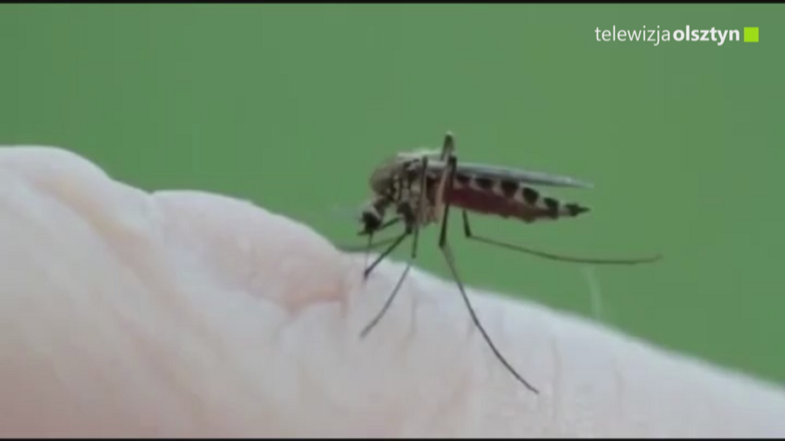 W Polsce nie widać w tym roku komarów